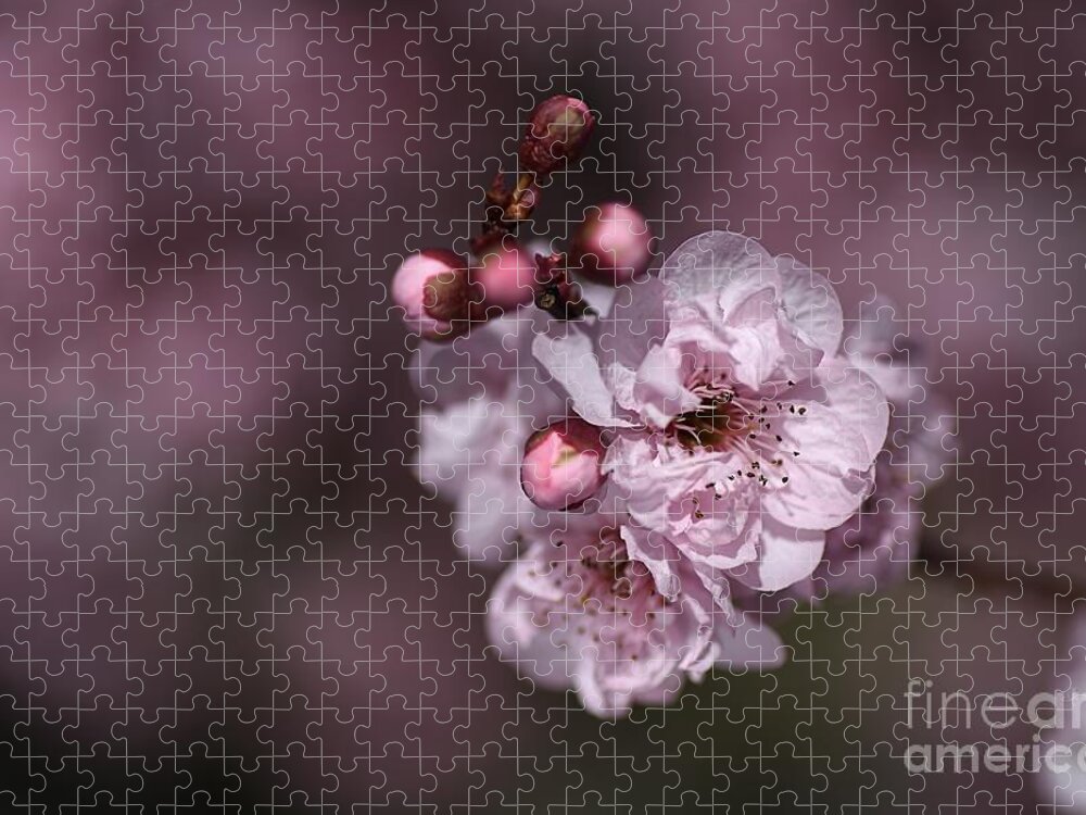 Bubbleblue Jigsaw Puzzle featuring the photograph Delightful Pink Prunus Flowers by Joy Watson