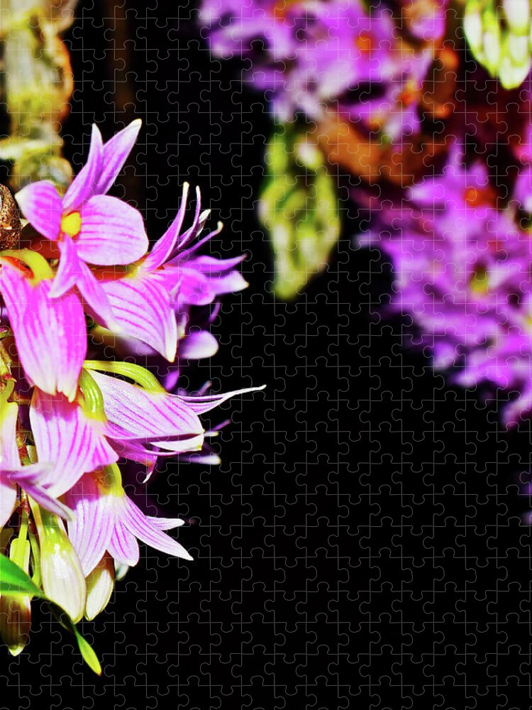 Dendrobium Orchids Jigsaw Puzzle featuring the photograph Dendrobium Miyakei Orchids at the Conservatory 4 by Janis Senungetuk