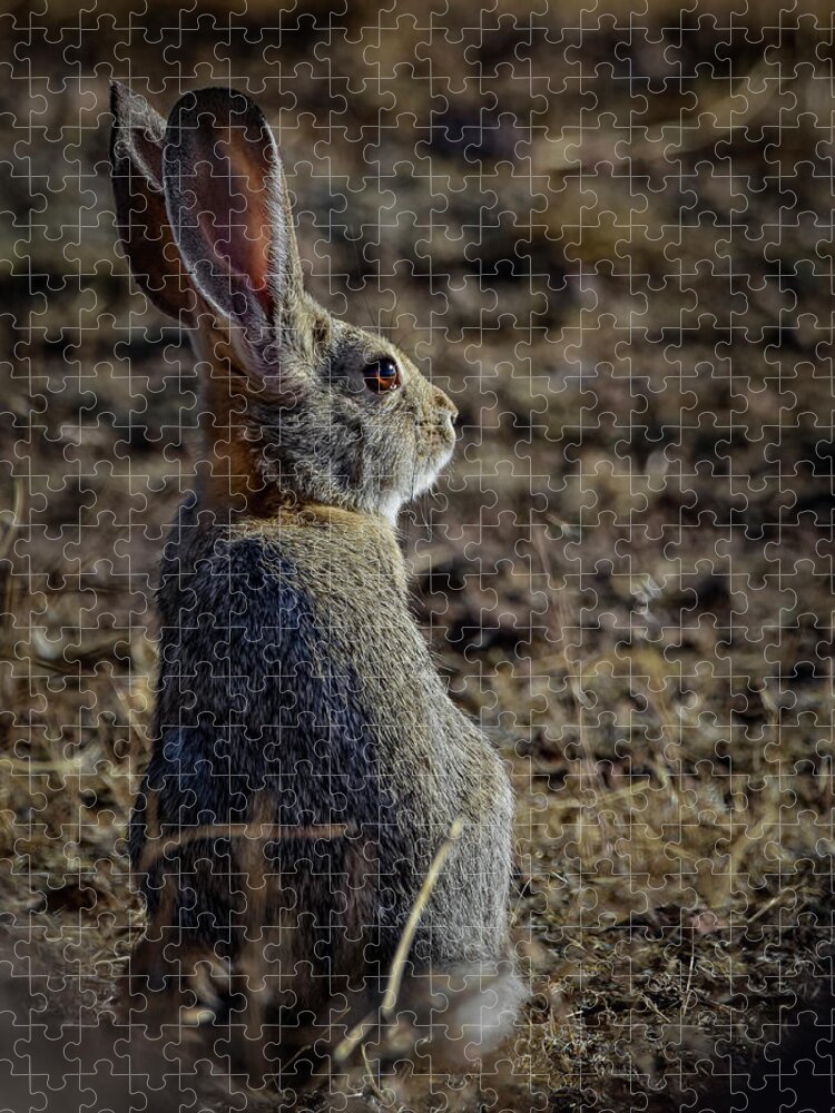 Rabbit Jigsaw Puzzle featuring the photograph Desert Cottontail by Rick Mosher