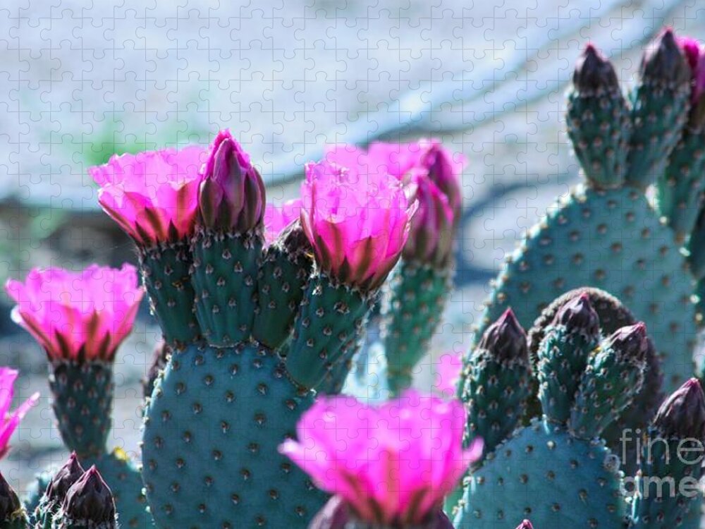 Cactus Jigsaw Puzzle featuring the photograph Desert Spring by Marcia Breznay