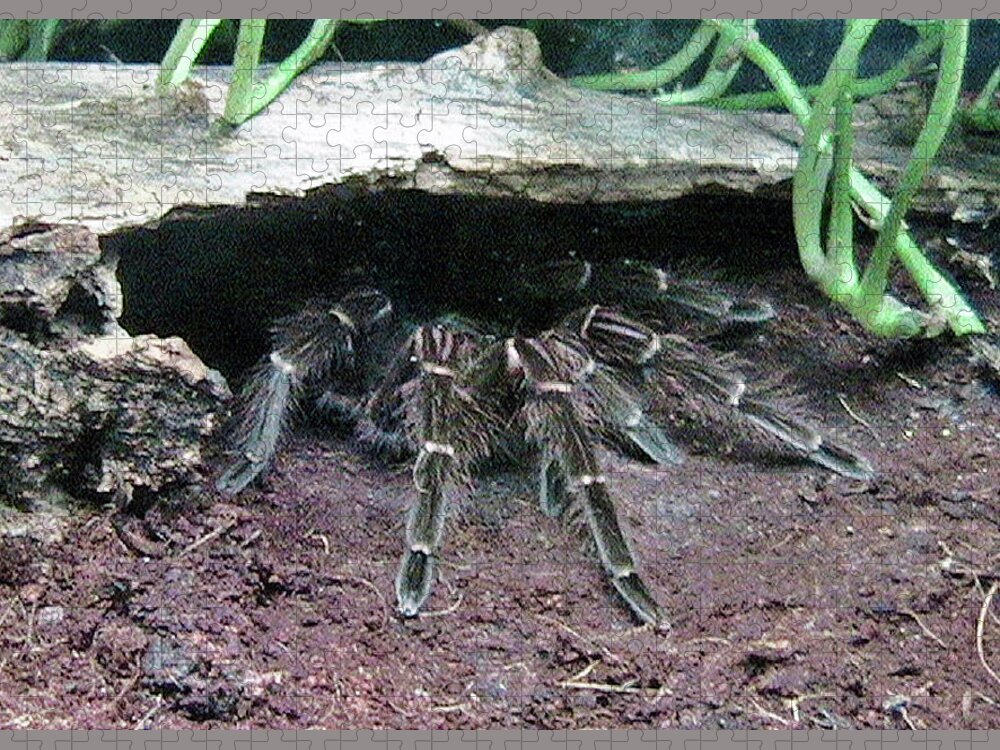 Arachnid Jigsaw Puzzle featuring the photograph Desert Tarantula by Judy Kennedy