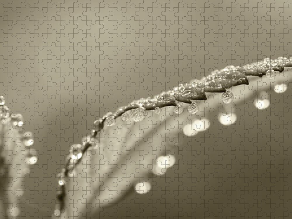 Dew Jigsaw Puzzle featuring the photograph Dew Drops by Lori Deiter