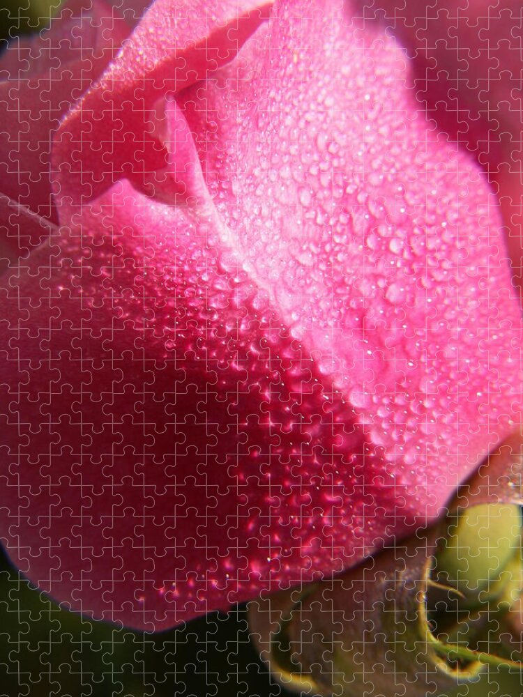 Pink Roses Jigsaw Puzzle featuring the photograph Dewy Rose by Amy Fose