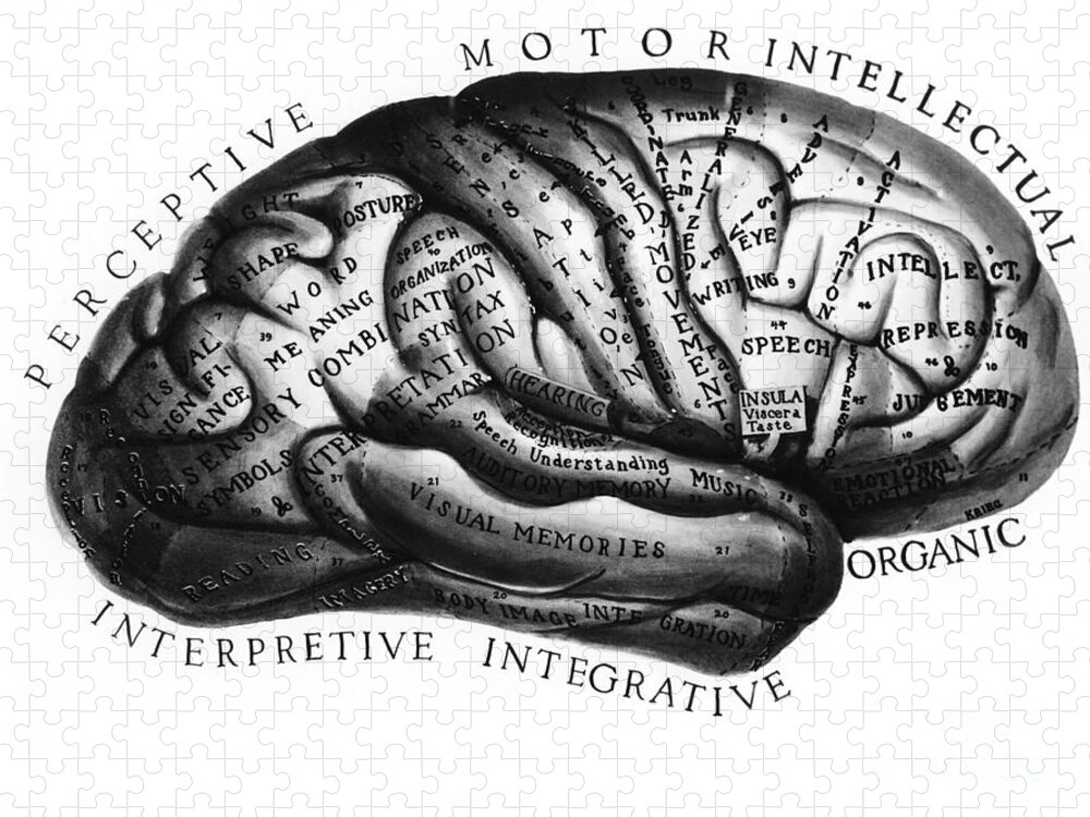 Brain Jigsaw Puzzle featuring the photograph Diagram Of Brain Functions by Omikron