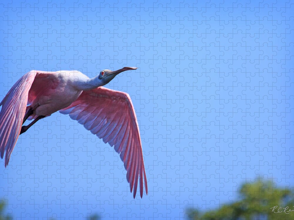 Florida Jigsaw Puzzle featuring the photograph Ding Darling - Roseate Spoonbill - In Flight to Shallow Water by Ronald Reid