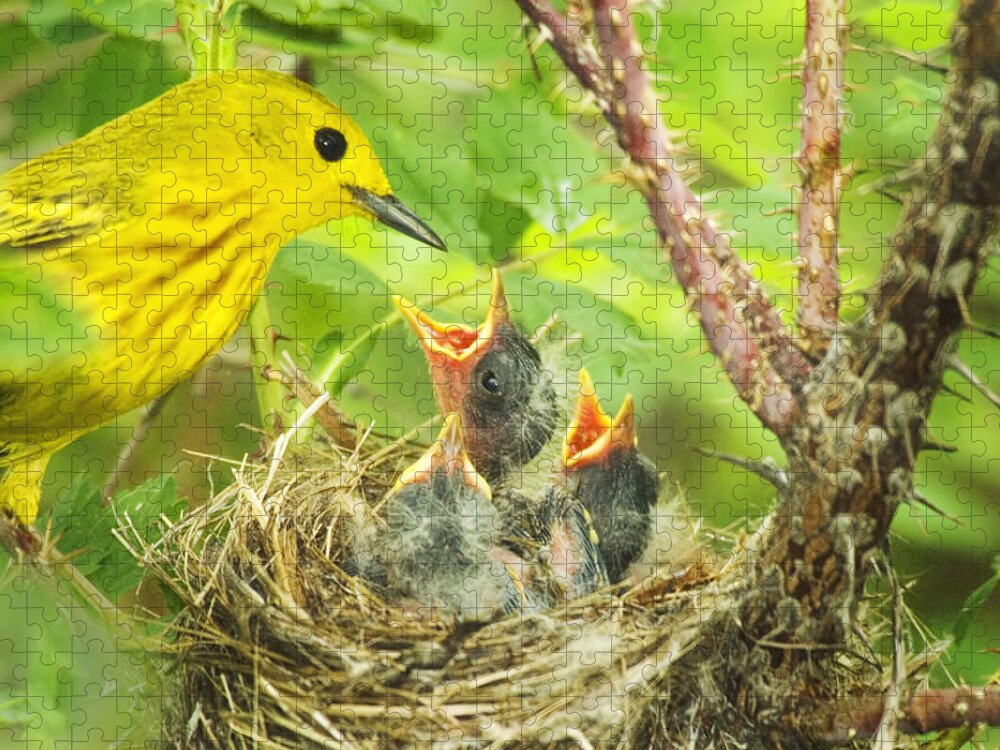 Yellow Warbler Jigsaw Puzzle featuring the photograph Dinner At The Warblers by Gary Beeler