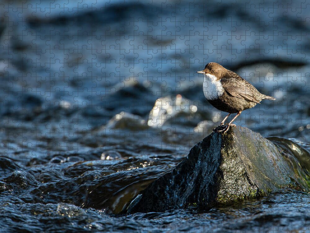 Dipper On The Rock Jigsaw Puzzle featuring the photograph Dipper on the rock by Torbjorn Swenelius