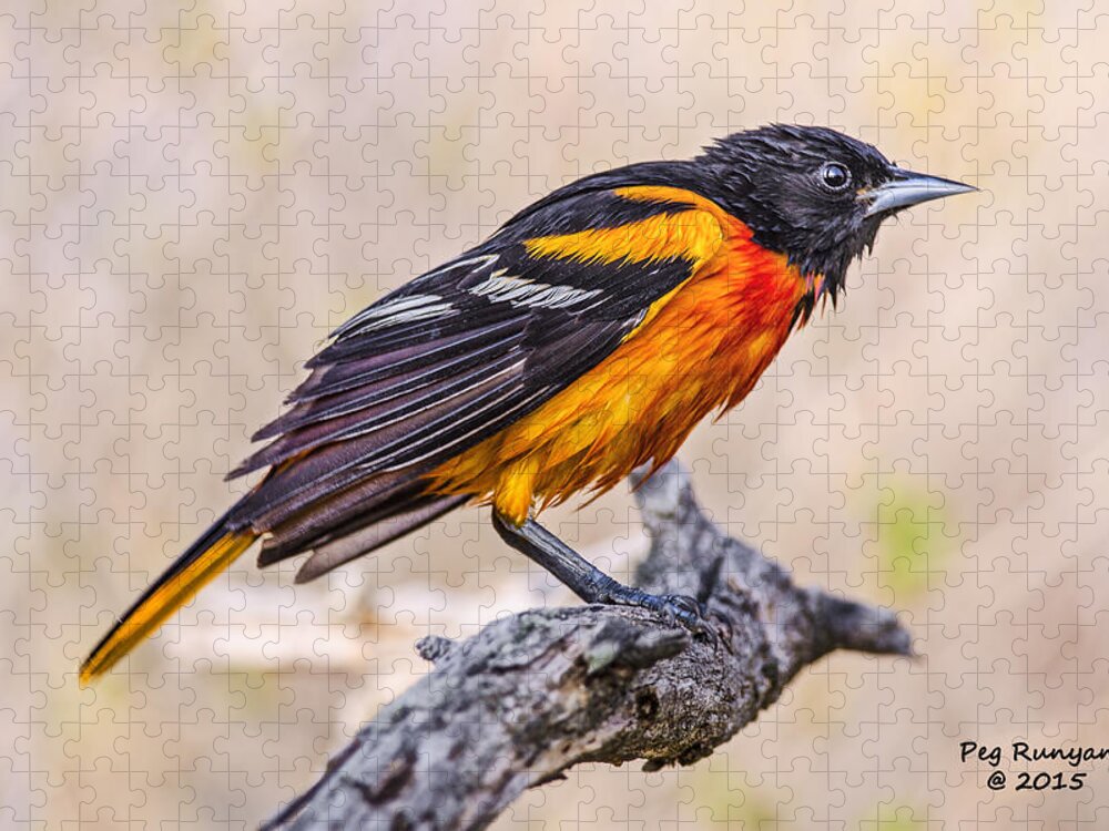 Bird Jigsaw Puzzle featuring the photograph Disgruntled Oriole by Peg Runyan