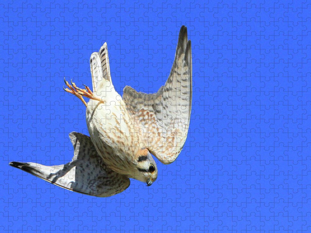 Kestrel Jigsaw Puzzle featuring the photograph Diving Kestrel by Shoal Hollingsworth