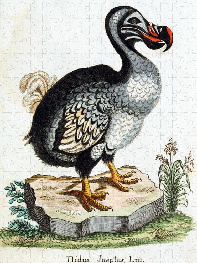 Dodo Jigsaw Puzzle featuring the photograph Dodo Bird Raphus Cucullatus, Extinct by Biodiversity Heritage Library