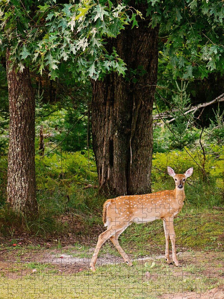 Whitetail Deer Jigsaw Puzzle featuring the photograph Fawn in the Woods Portrait by Gwen Gibson