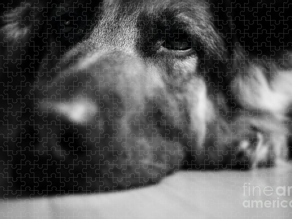 Tired Jigsaw Puzzle featuring the photograph Dog Eyes Always Watching by Frank J Casella