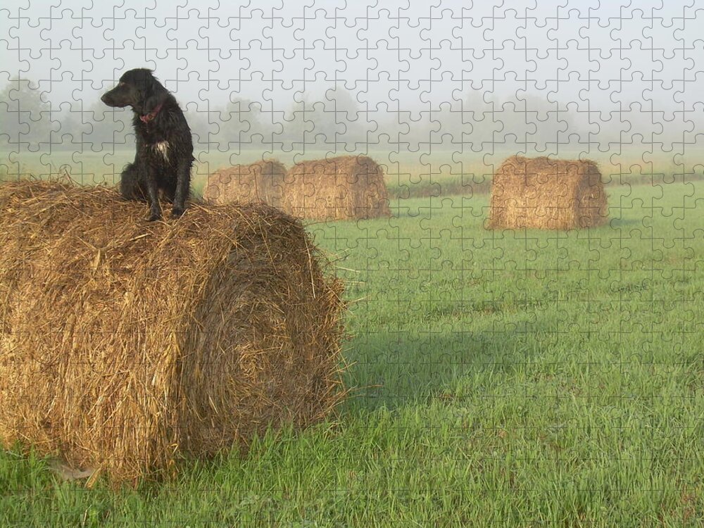 Dog Jigsaw Puzzle featuring the photograph Dog on a Hay Bale Foggy Morning by Kent Lorentzen