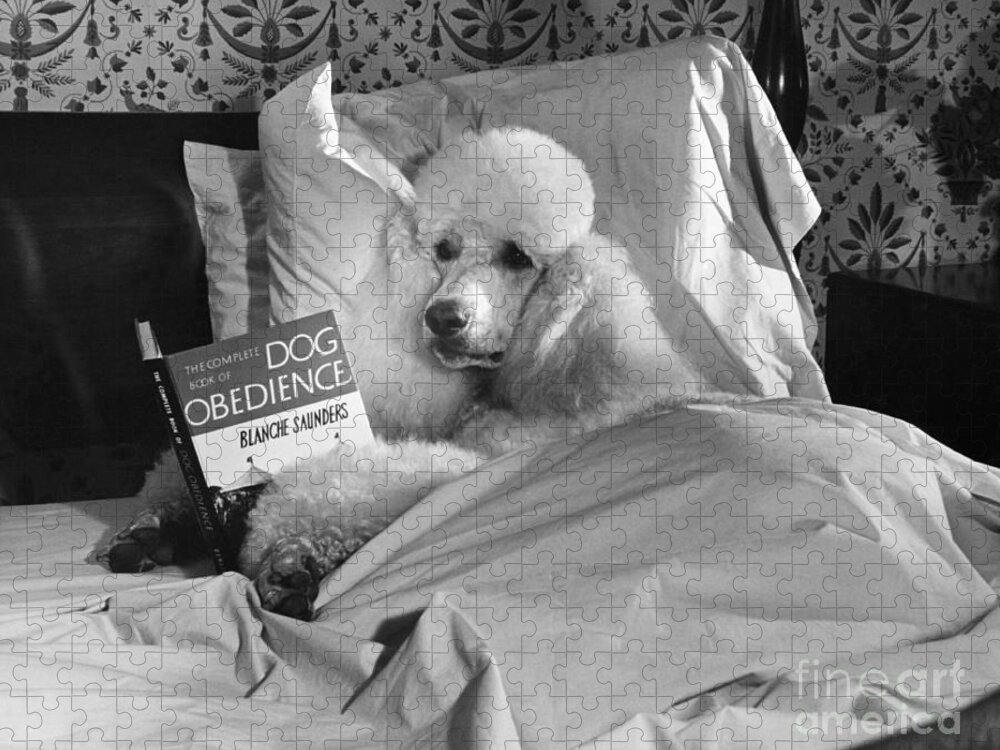 Animal Jigsaw Puzzle featuring the photograph Dog Reading in Bed by M E Browning and Photo Researchers