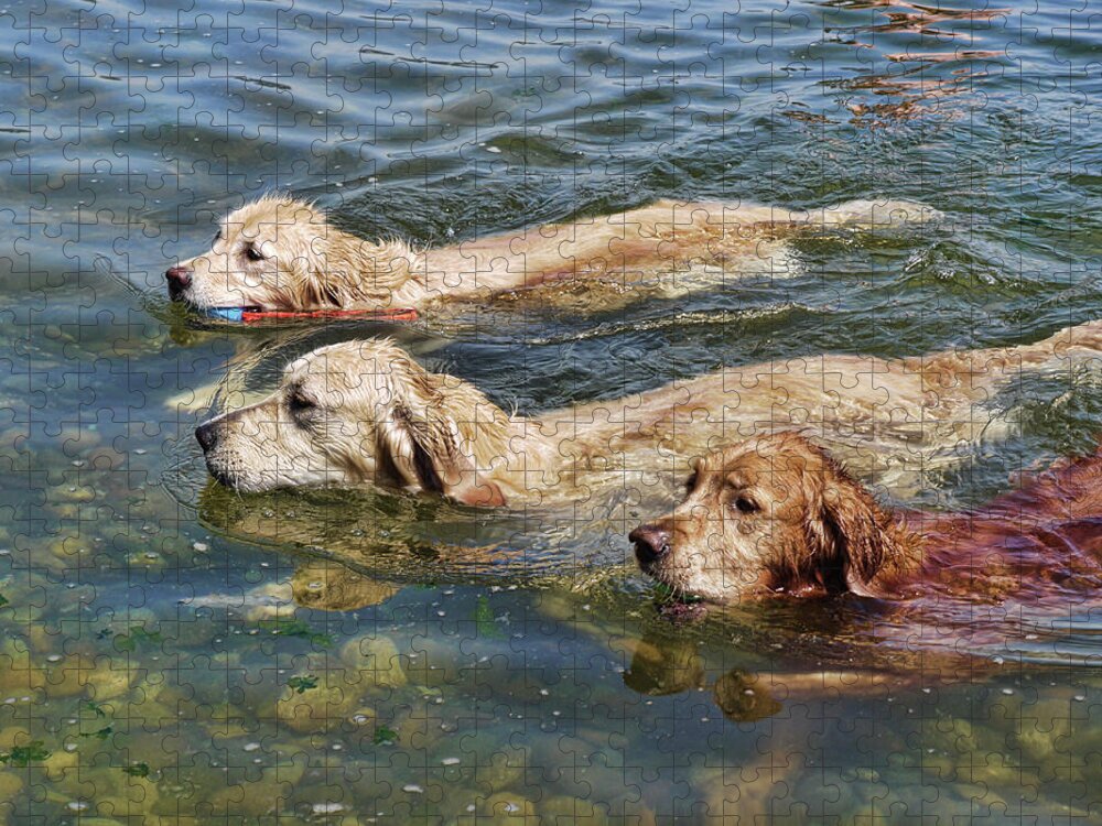 Swimming Jigsaw Puzzle featuring the photograph Dogs Are People Too by Lawrence Christopher