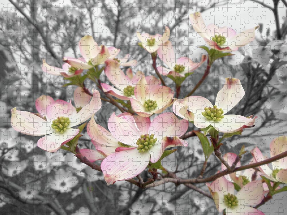 Lemonade Pink Jigsaw Puzzle featuring the photograph Dogwood by Colleen Cornelius