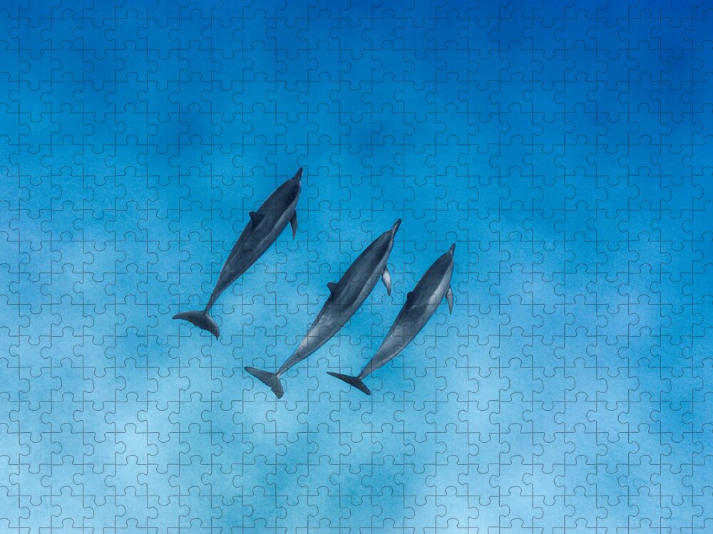 Sea Jigsaw Puzzle featuring the photograph Dolphin Trio by Sean Davey