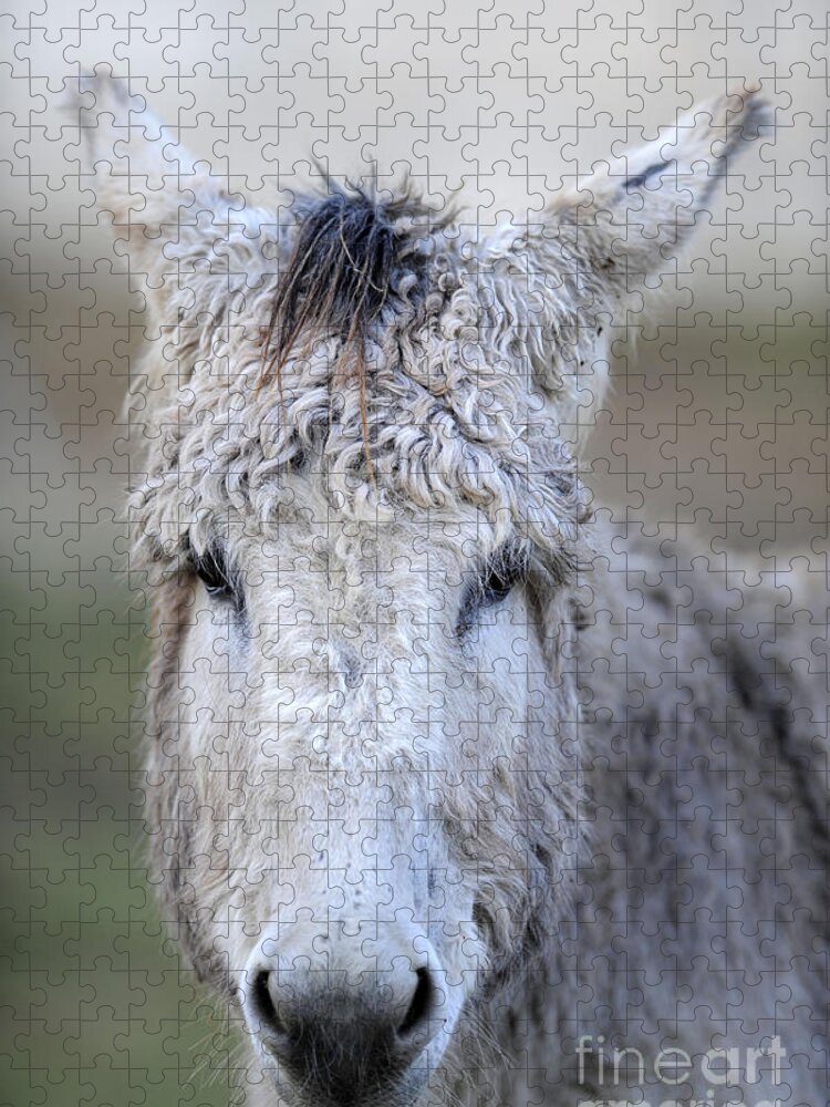 Donkeys Jigsaw Puzzle featuring the photograph Donkeys #1130 by Carien Schippers
