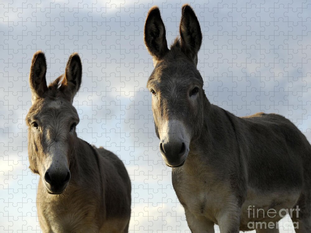 Donkeys Jigsaw Puzzle featuring the photograph Donkeys #599 by Carien Schippers