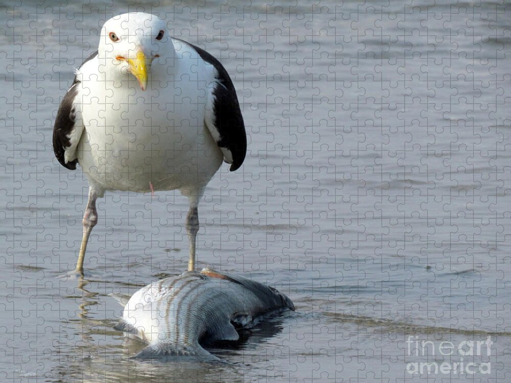Gull Catches Fish Jigsaw Puzzle featuring the photograph Don't Even Think About It by Lori Lafargue