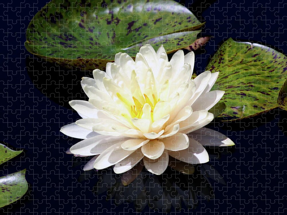 Dotty Jigsaw Puzzle featuring the photograph Dotty White Lotus and Lily Pads 0030 DLW_H_2 by Steven Ward