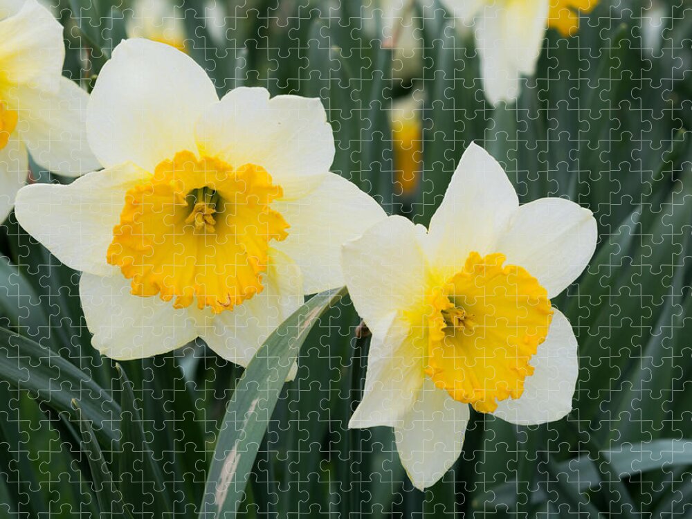 Daffodils Jigsaw Puzzle featuring the photograph Double Daffodils by Holden The Moment