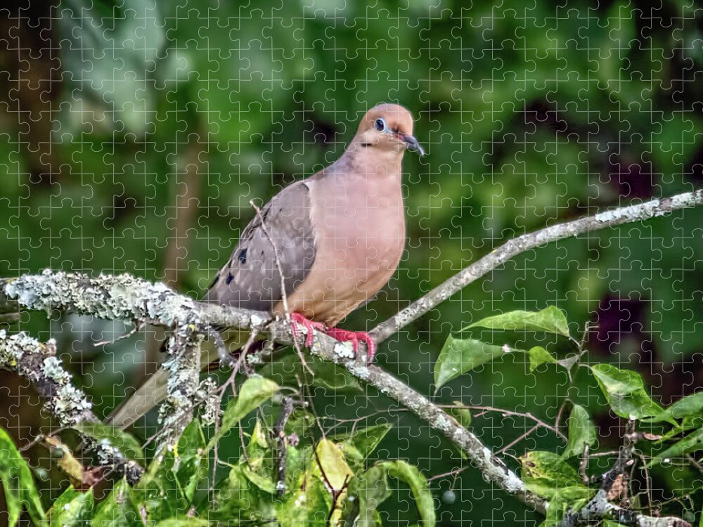 Wildlife Jigsaw Puzzle featuring the photograph Dove On A Branch by John Benedict