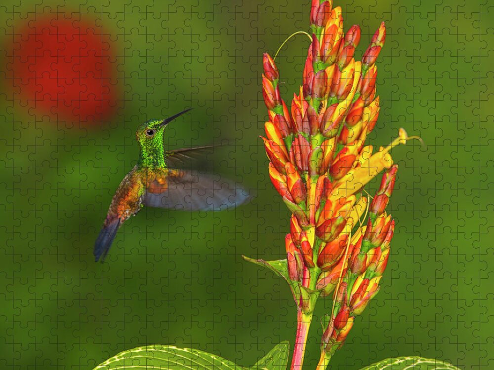 Copper-rumped Hummingbird Jigsaw Puzzle featuring the photograph Down Beat by Tony Beck