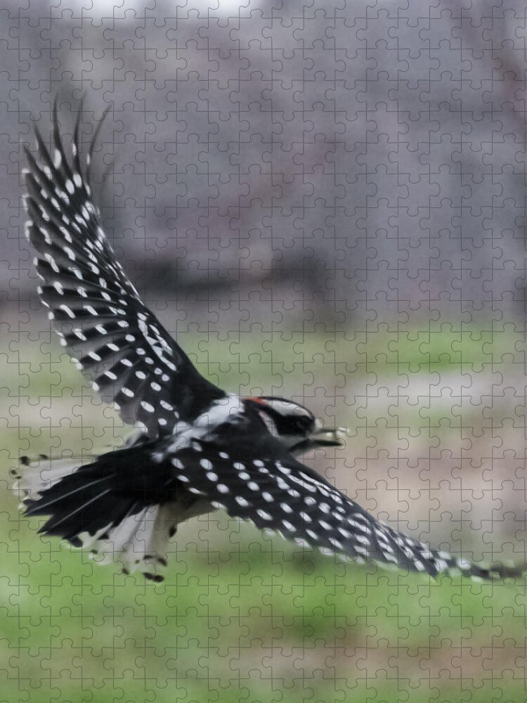Jan Jigsaw Puzzle featuring the photograph Downy Woodpecker in Flight by Holden The Moment