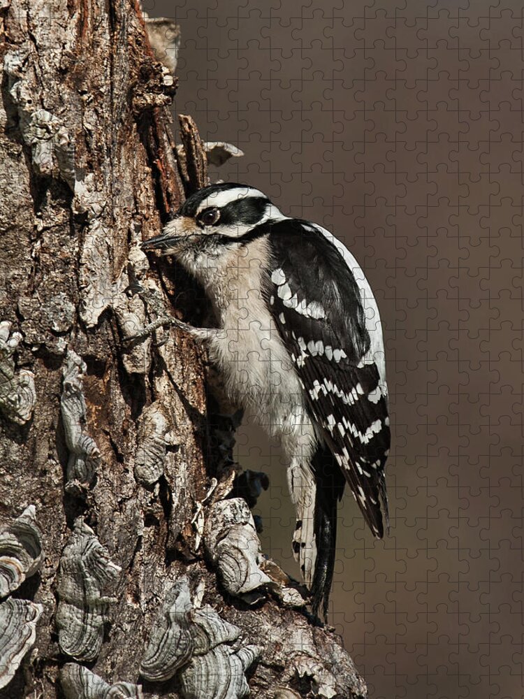 Downy Woodpecker Jigsaw Puzzle featuring the photograph Downy Woodpecker's Secret Stash by Lara Ellis