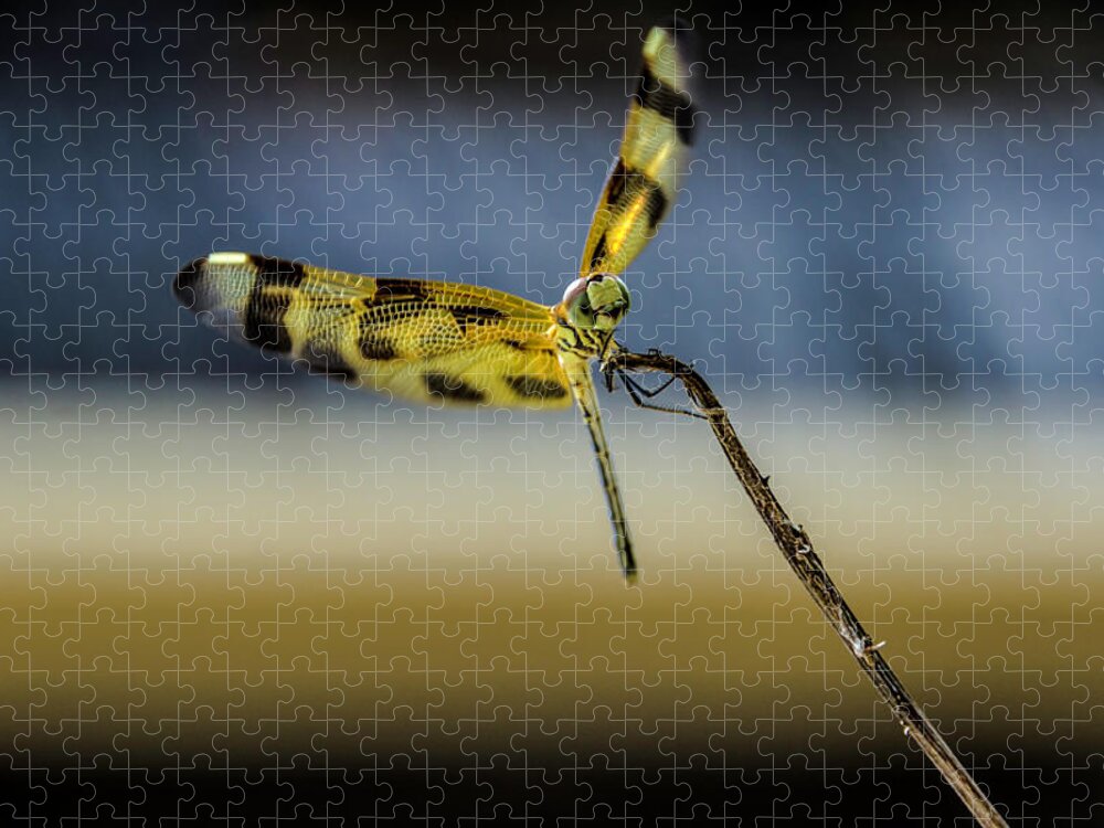 Dragonfly Jigsaw Puzzle featuring the photograph Dragonfly in the wind by Wolfgang Stocker