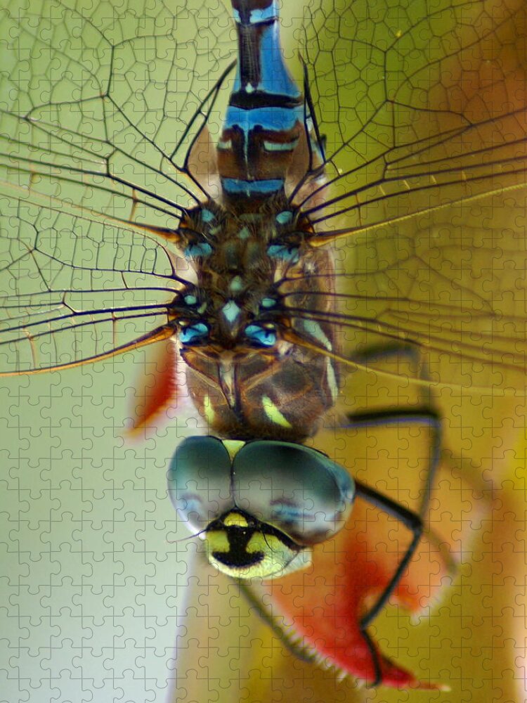 Dragonfly Jigsaw Puzzle featuring the photograph Dragonfly in Thought by Ben Upham III