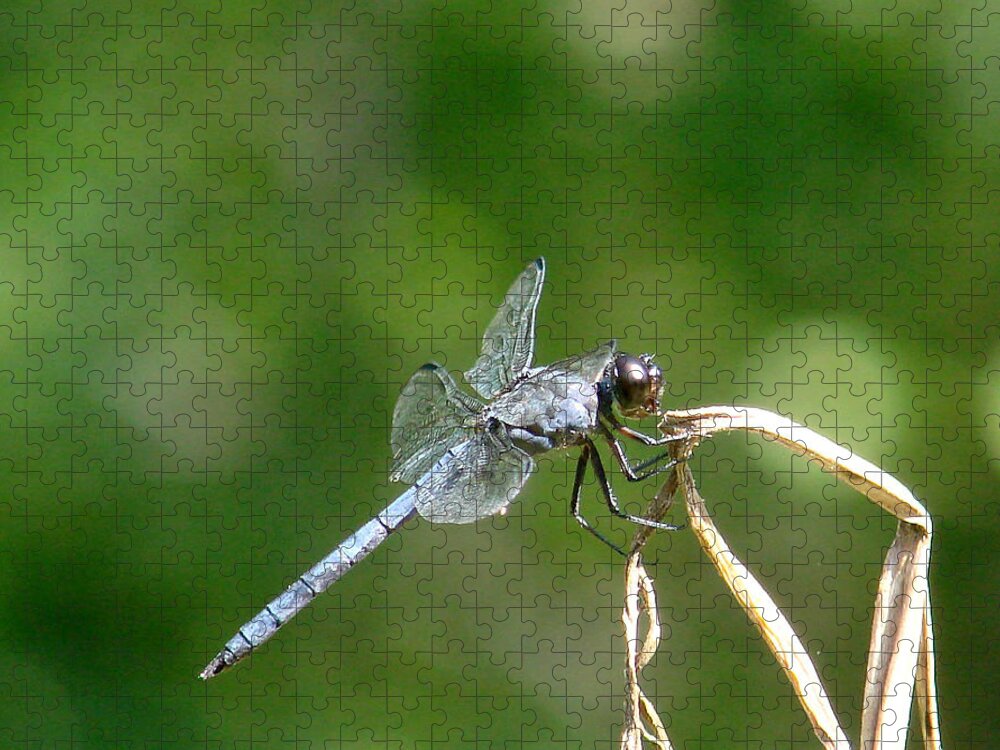 Nature Jigsaw Puzzle featuring the photograph Dragonfly by Mary Halpin