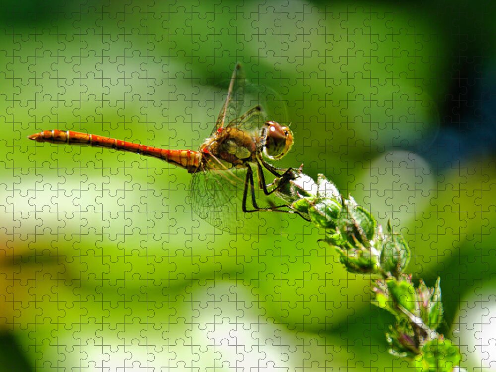 Dragonfly Jigsaw Puzzle featuring the photograph Dragonfly sitting on flower by Wolfgang Stocker