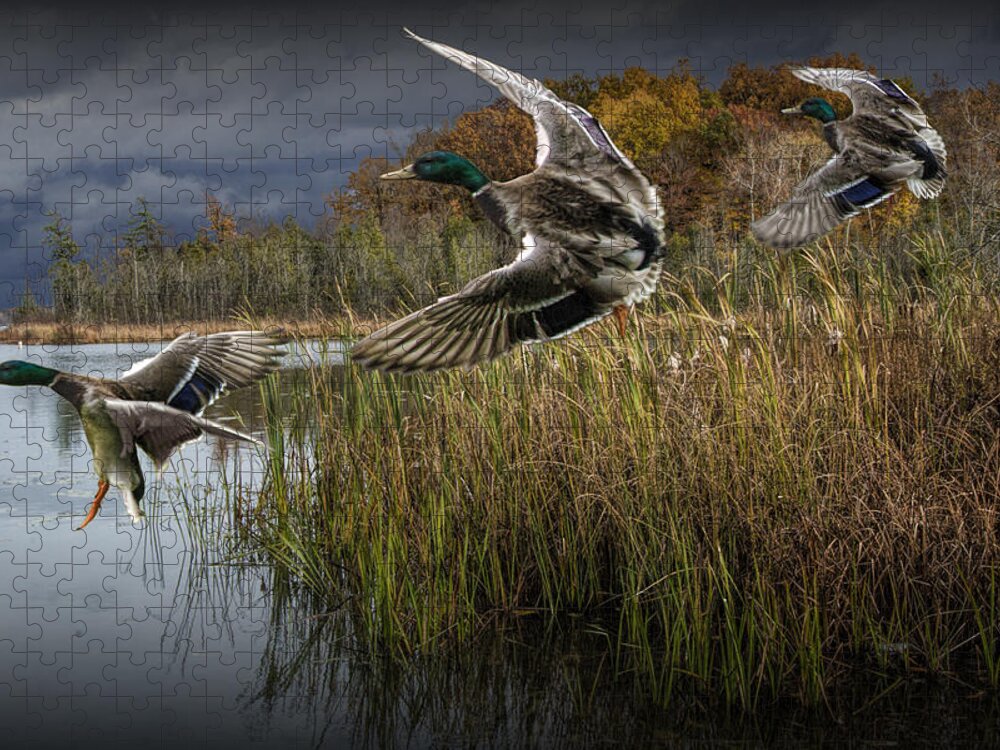 Mallard Jigsaw Puzzle featuring the photograph Drake Mallard Ducks coming in for a Landing by Randall Nyhof