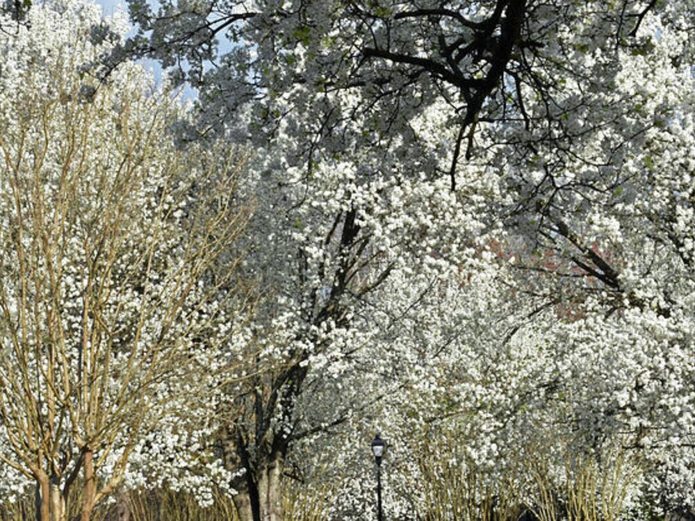 Spring Jigsaw Puzzle featuring the photograph Dreamin' Of A White Spring No.2 by Lydia Holly