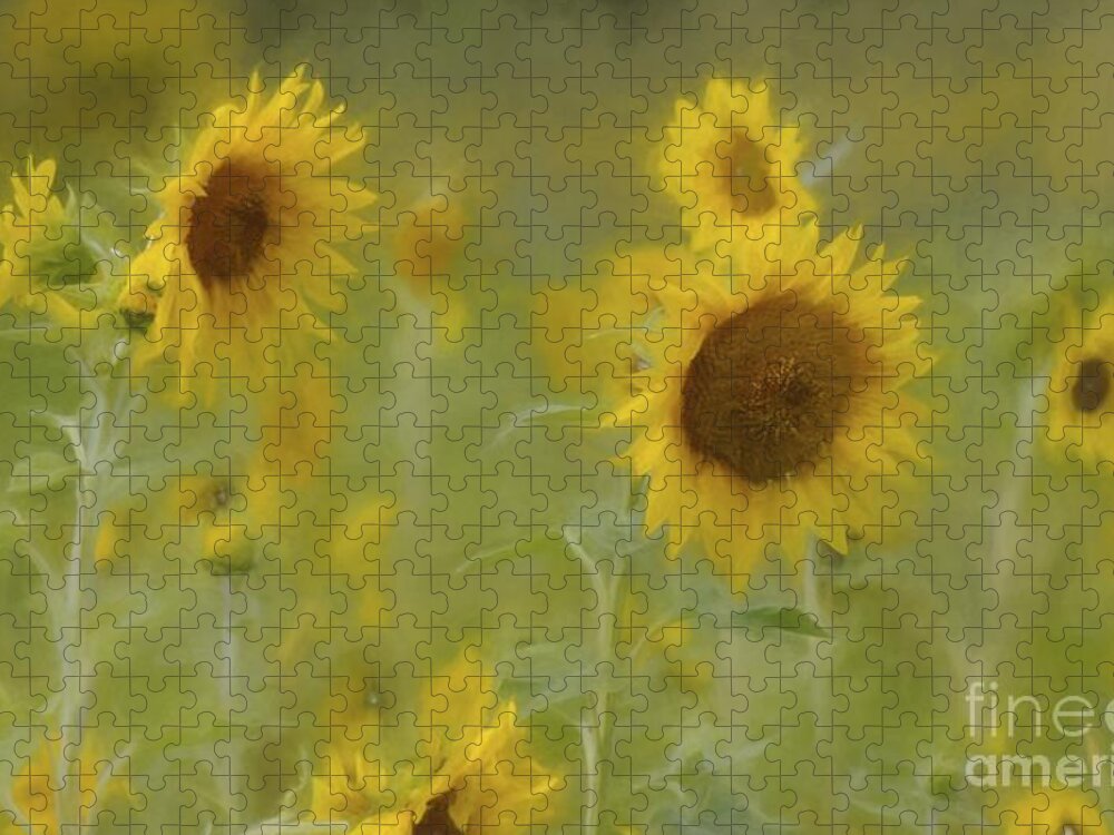 Sunflowers Jigsaw Puzzle featuring the photograph Dreaming of Sunflowers by Benanne Stiens