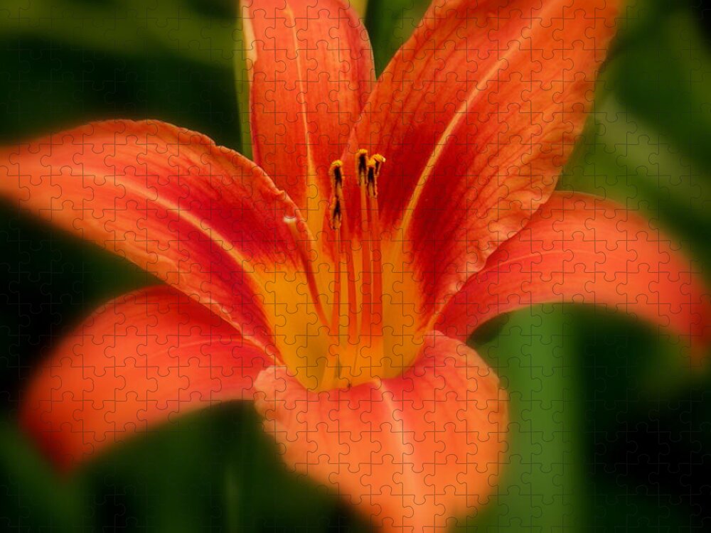 Diane Berry Jigsaw Puzzle featuring the photograph Dreamy Day Lily by Diane E Berry