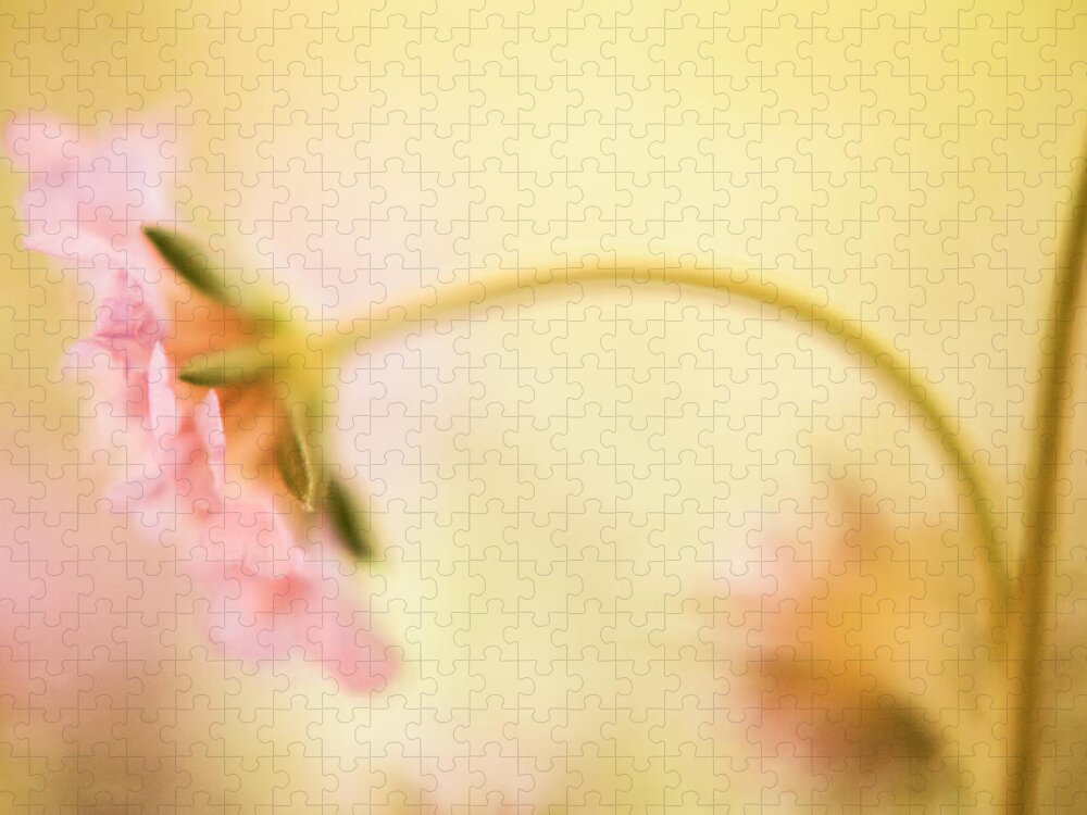 Dreamy Light Jigsaw Puzzle featuring the photograph Dreamy Pink Flower by Bonnie Bruno