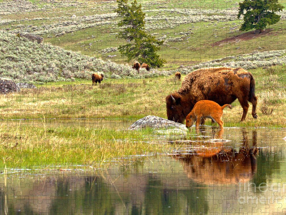 Bison Jigsaw Puzzle featuring the photograph Drinking Apart From The Herd by Adam Jewell