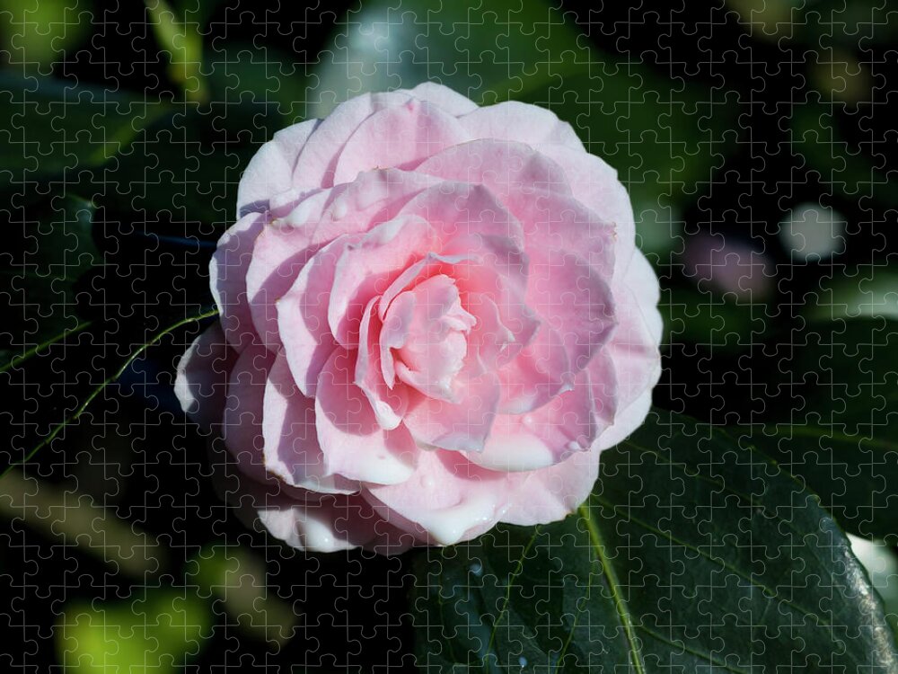 Nature Jigsaw Puzzle featuring the photograph Dripping camellia 1 by Helga Novelli