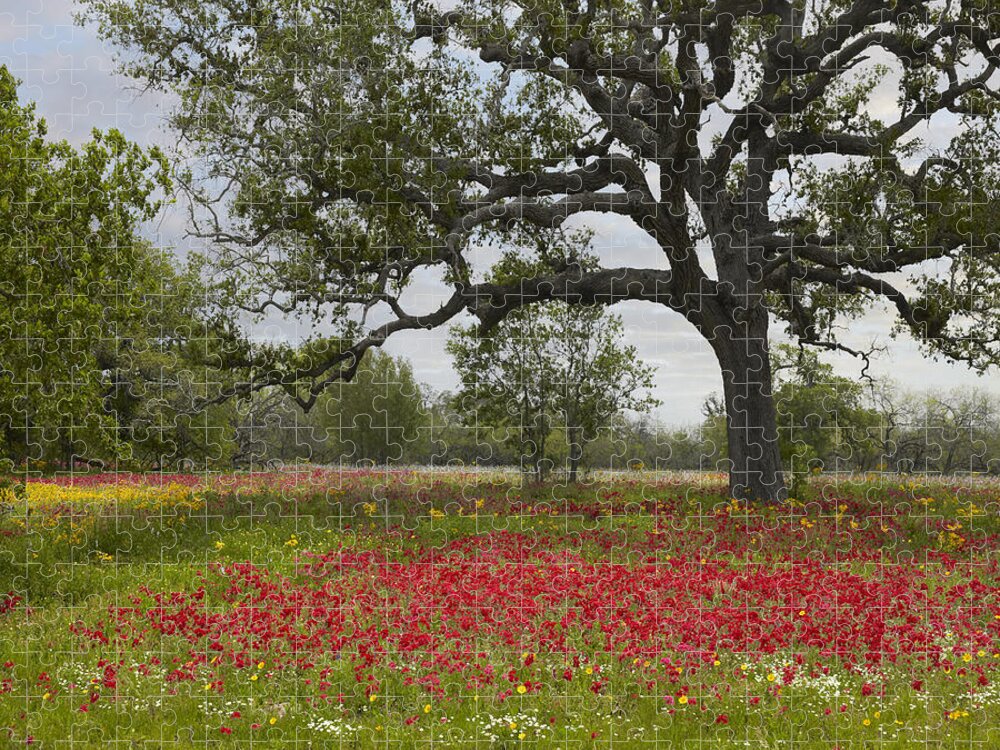 00442654 Jigsaw Puzzle featuring the photograph Drummonds Phlox Meadow Near Leming Texas by Tim Fitzharris