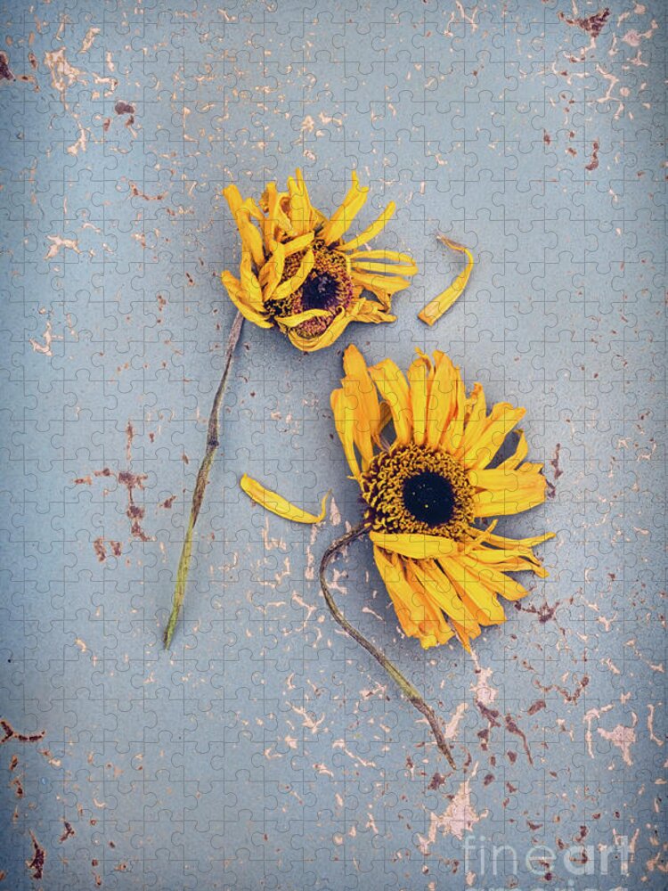 Flowers Jigsaw Puzzle featuring the photograph Dry Sunflowers on Blue by Jill Battaglia