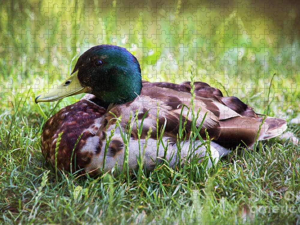 Duck Jigsaw Puzzle featuring the photograph Duck Portrait by Sharon McConnell