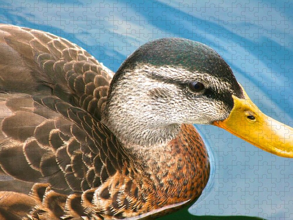  Jigsaw Puzzle featuring the photograph Duck with Yellow Beard by Polly Castor