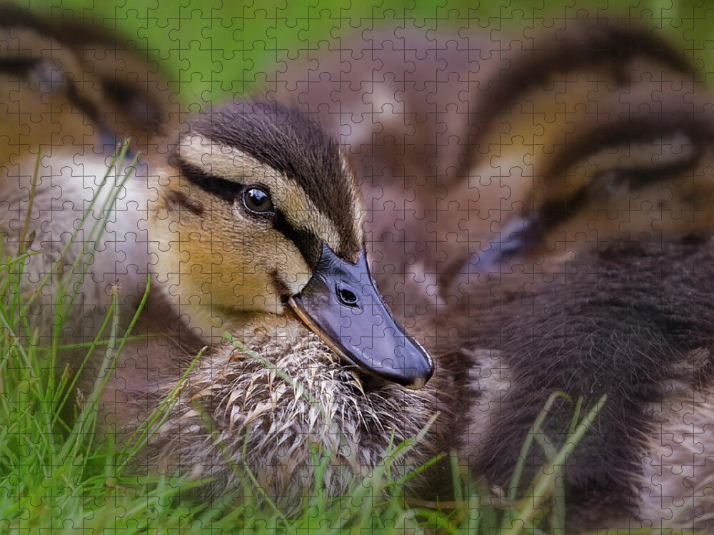 Ducklings Jigsaw Puzzle featuring the photograph Ducklings Cuddling by Susan Candelario