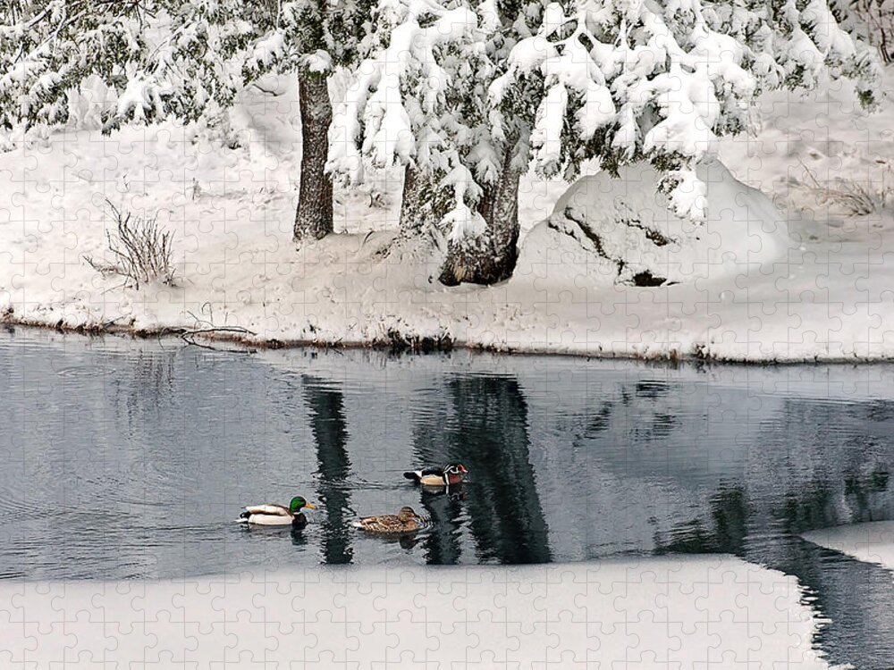 Mallard Duck Print Jigsaw Puzzle featuring the photograph Ducks on a Pond Print by Gwen Gibson