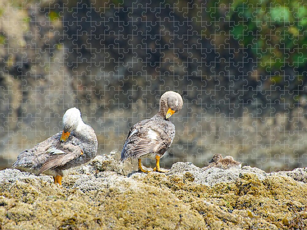 Photograph Jigsaw Puzzle featuring the photograph Ducks on a Rock by Richard Gehlbach