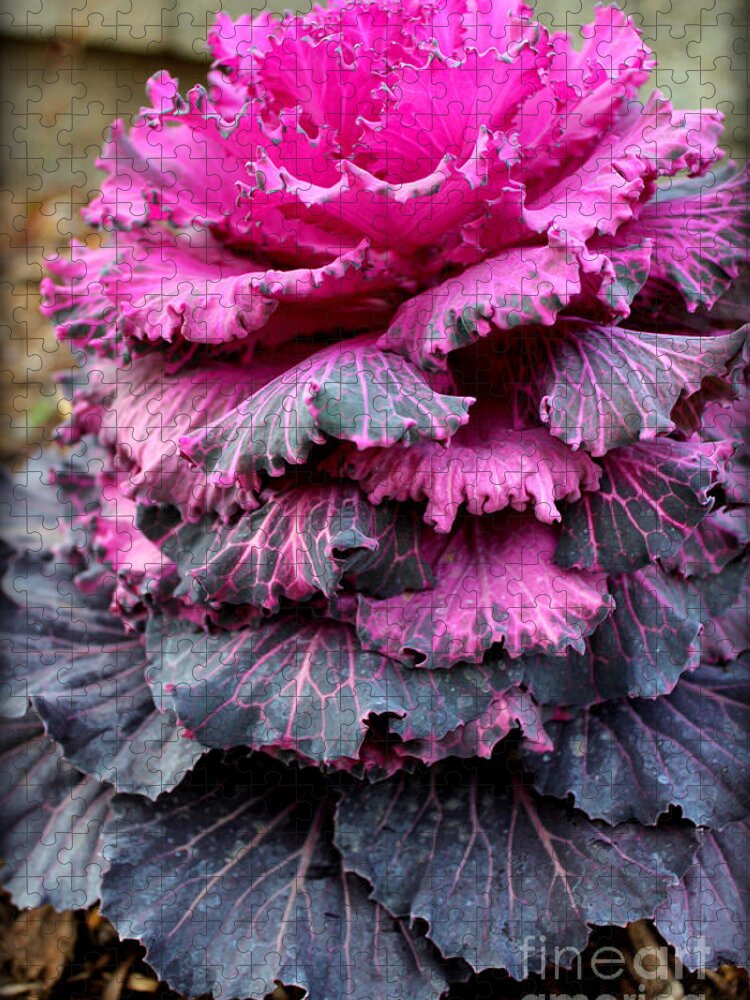 Dynasty Series Flowers Jigsaw Puzzle featuring the photograph Dynasty Red Flowering Cabbage by Kathy White