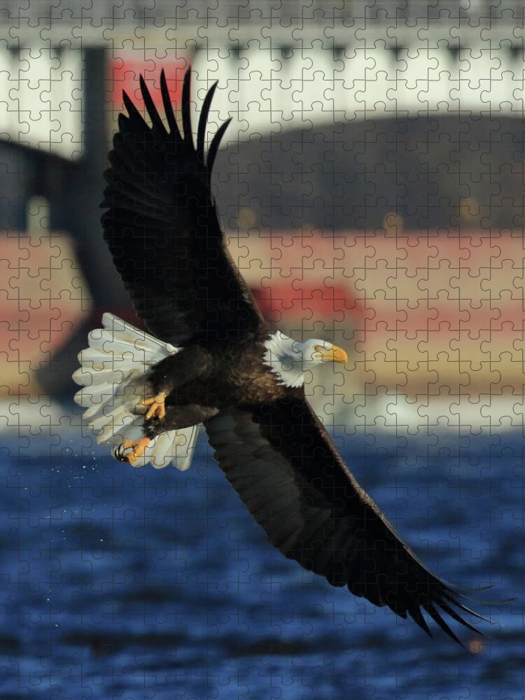 Eagle Jigsaw Puzzle featuring the photograph Eagle Flying by Coby Cooper